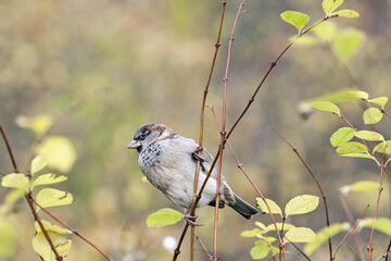 An autumn sketch with a sparrow. House sparrow (Passer domesticus) on the bush of Common snowberry (Symphoricarpos albus).