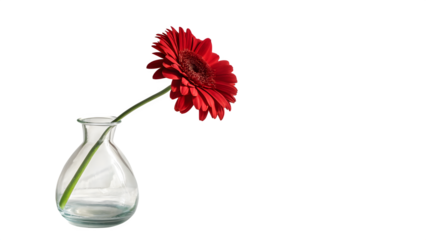Elegant red gerbera daisy flower in a clear glass vase against a transparent background