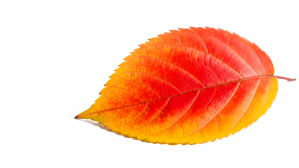 Beautiful natural detail close up of a single golden red fall cherry leaf isolated on transparent background ready for design element use.PNG