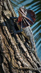Frilled Neck Lizard Climbing Tree Trunk