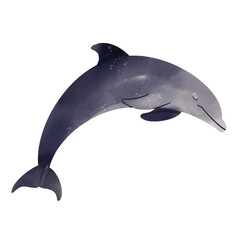 Dolphin