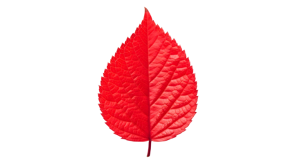 Vibrant single red autumn leaf isolated showing detailed texture and vein structure against transparent background closeup