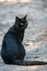 A black cat with a slight squint and bright eyes, a close-up portrait of a cat in nature