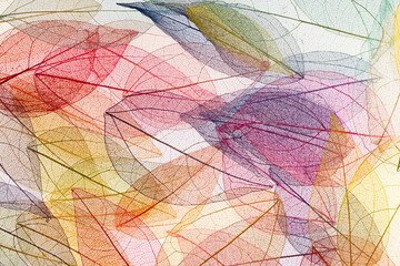 Transparent leaf skeletons on white background