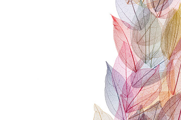 Transparent leaf skeletons on white background