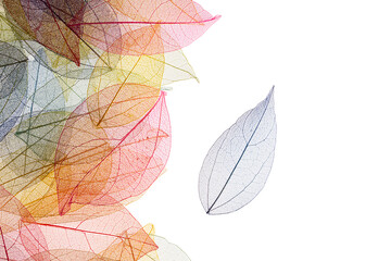 Transparent leaf skeletons on white background
