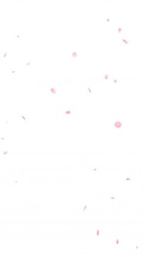 左上から花びらが落ちる桜吹雪のループ動画【縦長ビデオ】4Kのみ:アルファチャンネルあり Only 4K has alpha channel.