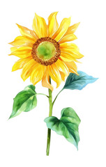 Obraz premium PNG Sunflower sunflower illustration watercolor.