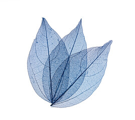 Transparent leaf skeletons on white background