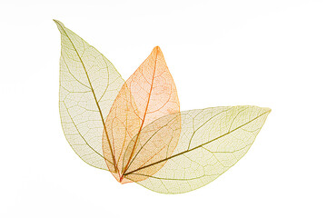 Transparent leaf skeletons on white background