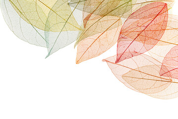Transparent leaf skeletons on white background