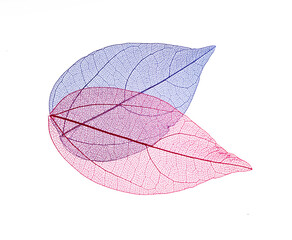 Transparent leaf skeletons on white background