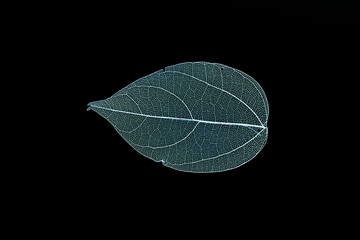 Transparent leaf skeletons on black background