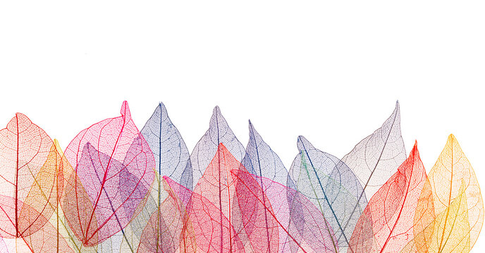 Transparent leaf skeletons on white background
