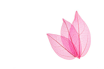 Transparent leaf skeletons on white background