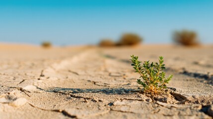 small green sprout growing in desert, concept of resilience of life in the harsh desert environment.