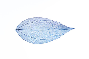 Transparent leaf skeletons on white background