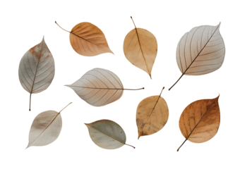 Collection of autumn leaves watercolor painting isolated on transparent background
