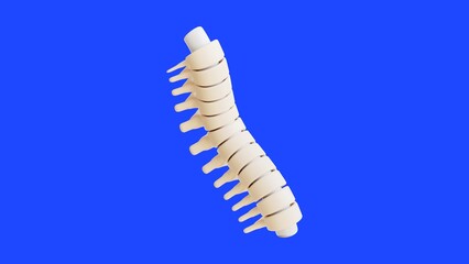 3D Human Spine Anatomical Skeletal System Medical Background - 1