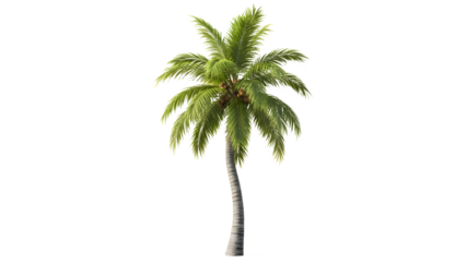 Single palm tree with green fronds and textured trunk against a transparent background isolated.PNG