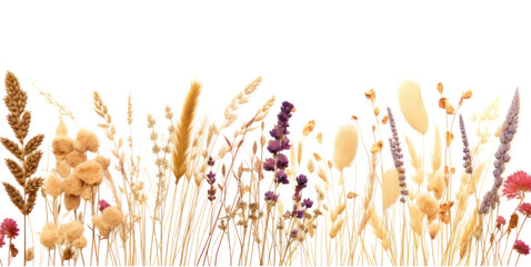 Fototapeta premium PNG Dried flowers lavender nature plant.