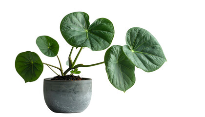 Potted Houseplant with Large Green Leaves