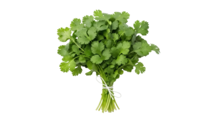 Fresh cilantro bunch PNG isolated on transparent background, aromatic herb for cooking and garnish use, vibrant green leaves and stems