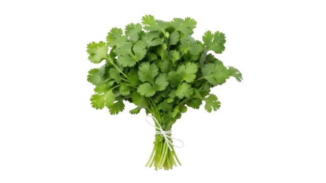 Fresh cilantro bunch PNG isolated on transparent background, aromatic herb for cooking and garnish use, vibrant green leaves and stems
