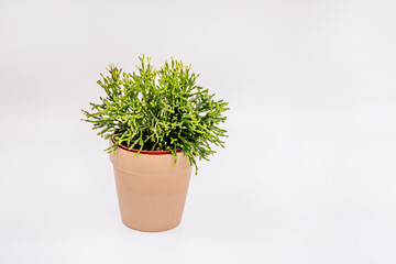 Monstera deliciosa in a terracotta pot with its characteristic leaf holes, placed near a bright window for optimal growth