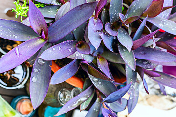 Tradescantia pallida with dewdrops above the hours