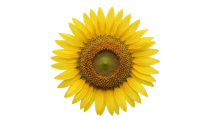 Bright yellow sunflower PNG isolated on transparent background, cheerful summer flower with detailed center for design projects