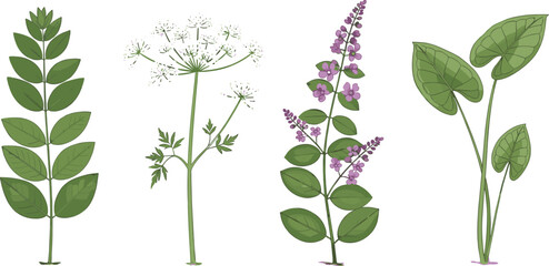 Botanical plant illustration, leaf diversity, flower cluster, herbal drawing, nature study, plant morphology, green stems, educational art, foliage types, garden species