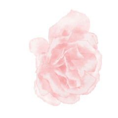 Watercolor illustration of a pink rose flower. A delicate soft pastel palette of colors. Hand-drawn watercolor painting. Romanic spring flower. Can be used for greeting cards, invitations, prints.