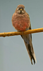 Vertical of a Bourke's Parrot, Neopsephotus bourkii, perched