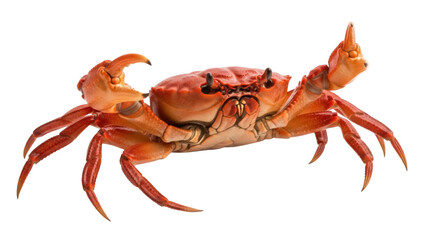Red rock crab PNG isolated on transparent background, marine life crustacean with claws and legs for seafood concepts
