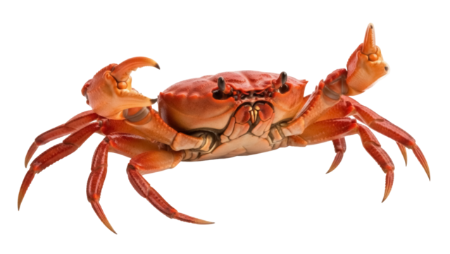 Red rock crab PNG isolated on transparent background, marine life crustacean with claws and legs for seafood concepts