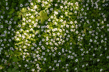 Wildflowers in the spring, Sainte-Apolline, Qu&eacute;bec, Canada