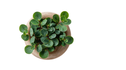 Flat lay of green house plant in pot showing healthy foliage arrangement and natural botanical texture from above on white background