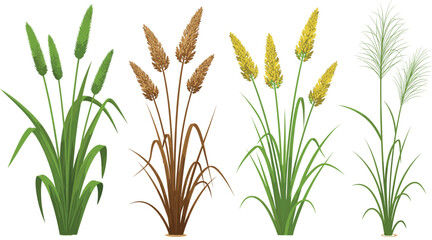 Wild grass and cereal plants vector illustration set showing wheat barley and decorative meadow vegetation