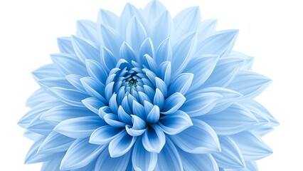 Obraz premium calyx. Light blue dahlia flower closeup on pure white background showing detailed petal texture. gardening catalogs, home-decor guides, designed for home decor and floral branding, celebrates nature.