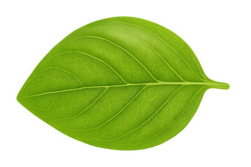 Fototapeta premium Fresh green basil leaf isolated on transparent background illustrating healthy cooking and natural organic ingredients