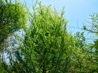 Trees and green leaves fill the canopy with tangled branches against a clear blue sky, dense forest foliage captured from below showcasing fresh spring growth and natural texture.
