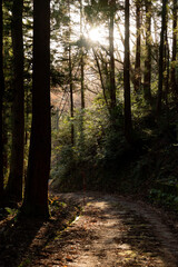 Obraz premium Sunlit Forest Road at Sunset