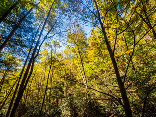 Fall color in the trees in the Blue Ridge Mountains in north Georgia