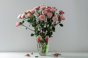 Soft pink roses in tall glass vase stand on white table, create gentle festive mood and warm peaceful sense of home celebration
