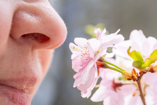 Female nose near pink cherry, sakura blossom, hay fever quiet discomfort, springtime and beauty nature, possibly reacting pollen, while also raising awareness seasonal allergies, Sensory Experience