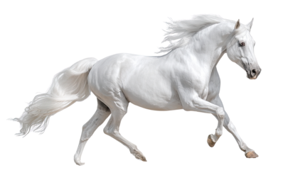 Elegant white Arabian horse isolated on white background in graceful pose for equestrian, breeding, and luxury animal concept
