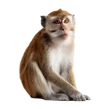 Japanese macaque sitting on a white background with brown fur in a calm wildlife portrait