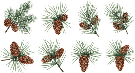 Pine branch illustration, realistic pinecones, botanical drawing, coniferous tree, needle texture, nature study, forest plant, evergreen design, natural sketch © rakib's world