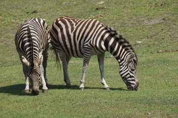 Two zebras grazing on green grass in a natural habitat